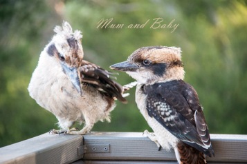 Mum and Baby Kookaburra