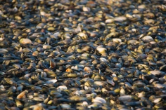 There were millions of pippy shells on the black kiwi sand bottom.