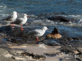 Seagulls at "Boat Harbour" Bendalong
