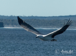 Sea Eagle at Bendalong
