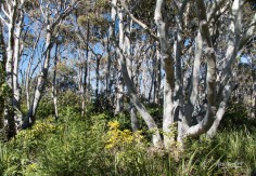 Beautiful Gum Trees around Willinga Point Reserve - Bawley Point