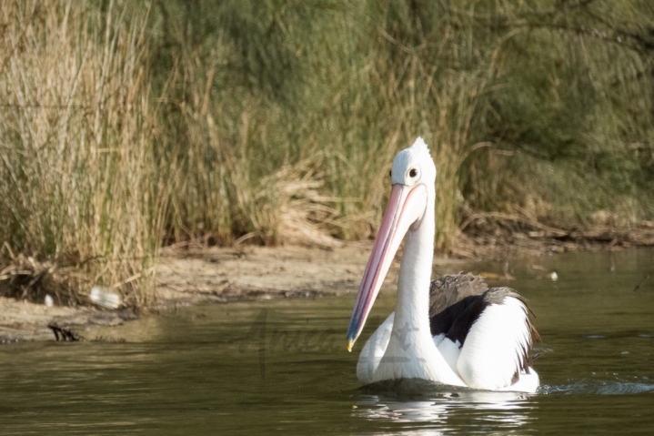 Cruising pelican
